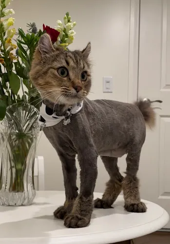 Happiness Grooming - Cat grooming in Van Nuys