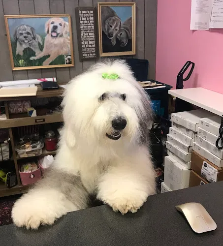 Woof Gang Bakery & Grooming Chester - Cat grooming in Chester