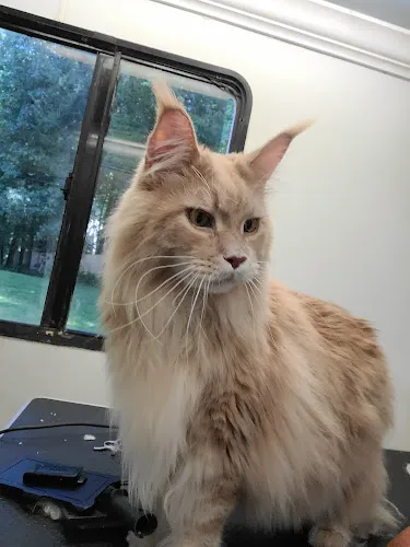 Morris Mobile Pet Grooming - Cat grooming in Westbrook