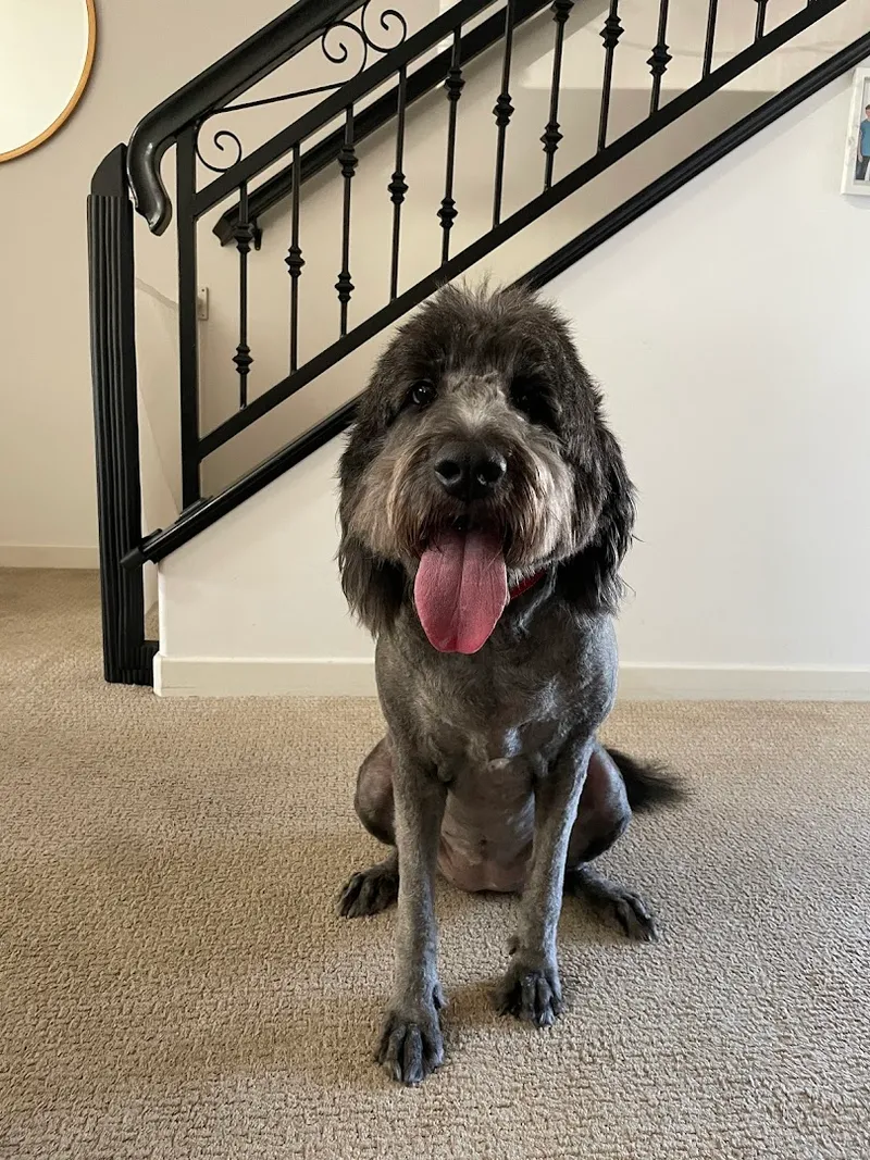 Daisy Mobile Pet Grooming - Cat grooming in Manhattan Beach