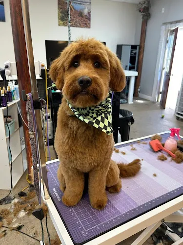 River Paws - Cat grooming in Waunakee