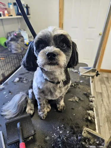 Wiggly Butts - Professional cat grooming in Beaverton, MI