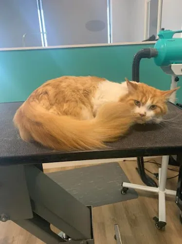 The Pristine Pet Spa - Cat grooming in Cincinnati