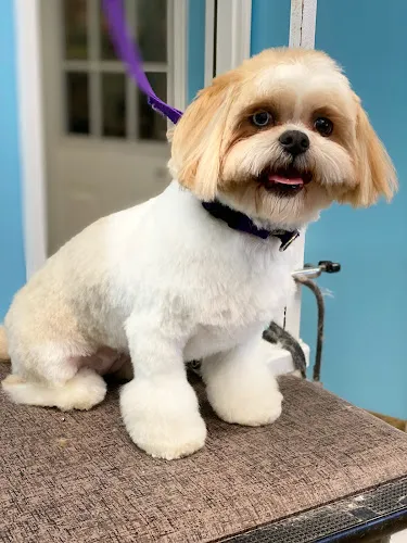 Canine Carousel Pet Supply & Salon - Cat grooming in Herndon