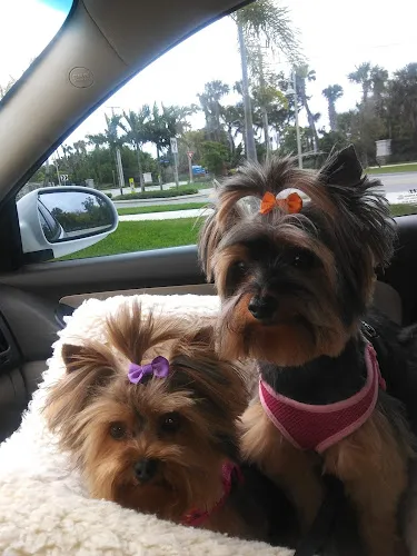 Treasure Coast Pet Grooming - Cat grooming in Jensen Beach
