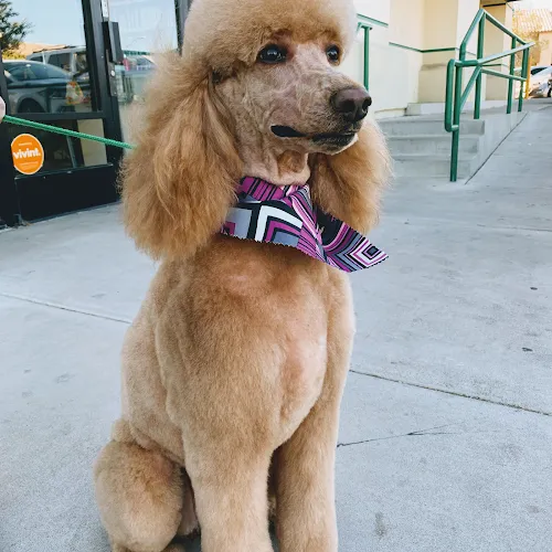 Doggie Stylz Grooming Summerlin - Cat grooming in Las Vegas