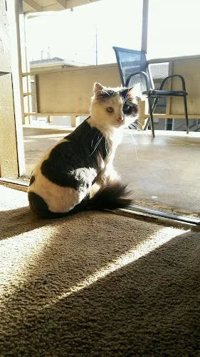 Gidgets Grooming - Cat grooming in Denver