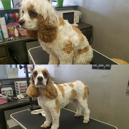 Biscuits Doggie Spa - Cat grooming in Bakersfield