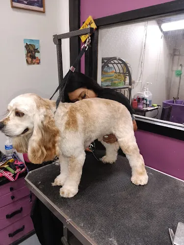 Pampered Paws - Cat grooming in Fillmore
