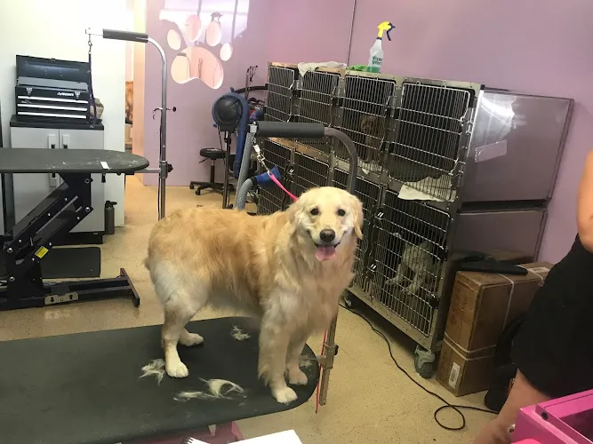 Beach Paws Pet Salon - Cat grooming in Newport Beach