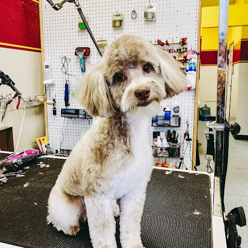 Bia's Pet Stop - Professional cat grooming in Avondale, AZ