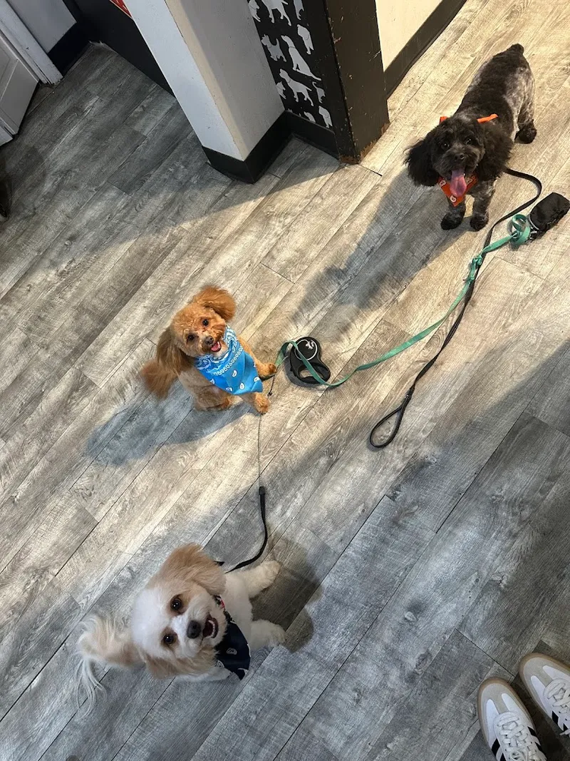 Salon Dog - Cat grooming in Chicago