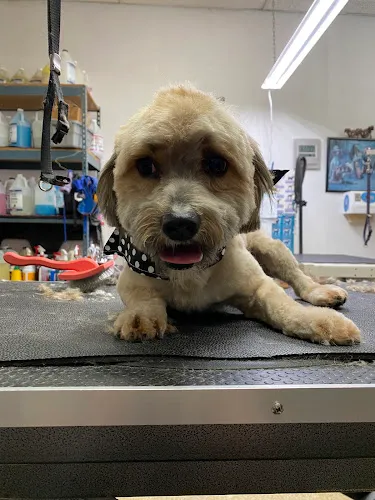 Waggin' Tails Dog & Cat Grooming - Cat grooming in Apple Valley