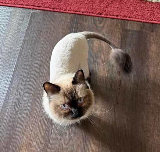 Wags N Whiskers Grooming Salon - Mobile cat grooming in Moorhead, MN