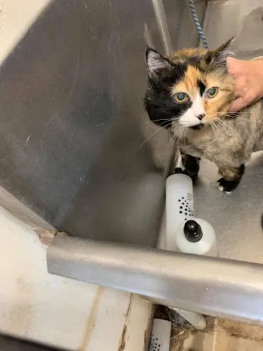 Pet Palace - Professional cat grooming in Chickamauga, GA