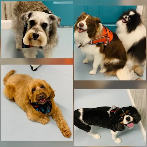 Dogs Unleashed - Cat grooming in Morganton