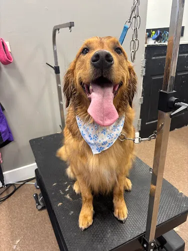 Smoochie Pooch - Mobile cat grooming in Lafayette, IN