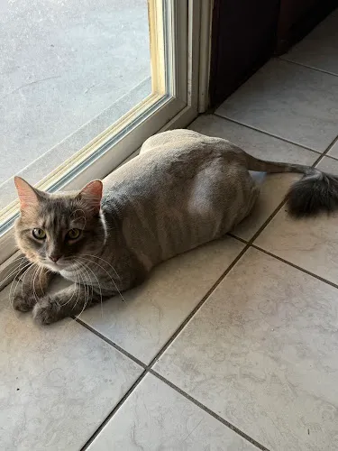 Park & Bark Mobile Pet Grooming Services and Pet Washing - Cat grooming in Tucson