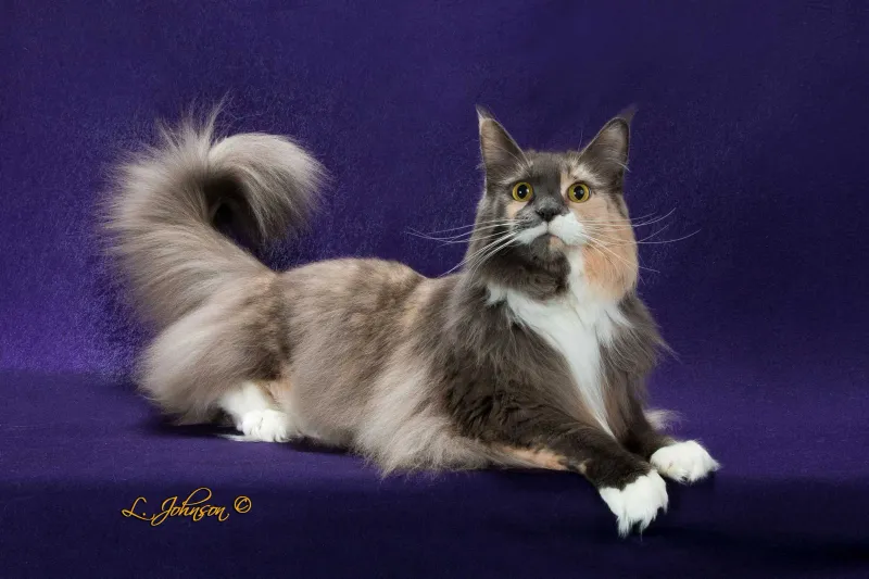 Trilling Cat Inn & Spa - Cat grooming in Durham