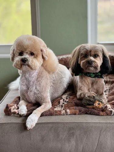 The Dog House All Breed Grooming - Cat grooming in Grove