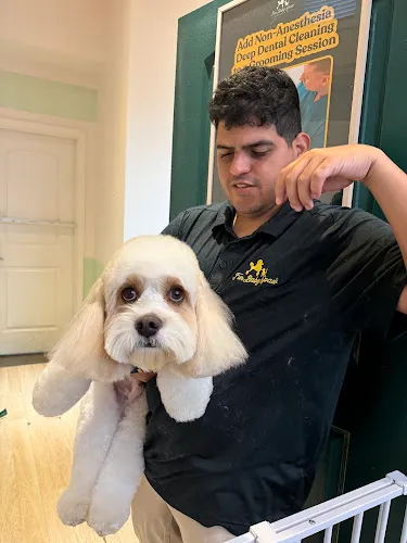 Fur Baby Spaw Midtown - Cat grooming in Miami