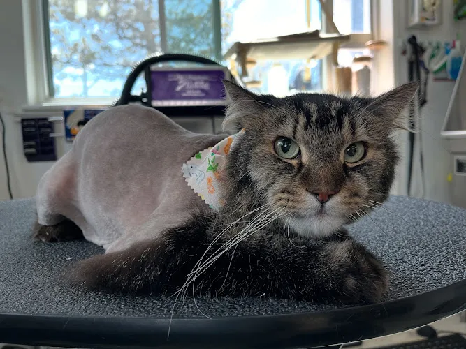 Groom with a View - Mobile cat grooming in Draper, UT