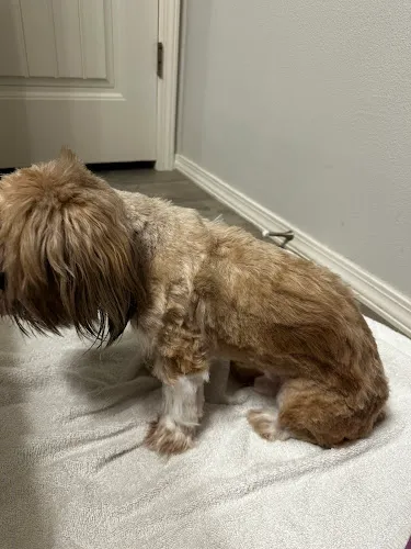 Clean Paws Grooming and Dogwash - Professional cat grooming in Broken Arrow, OK