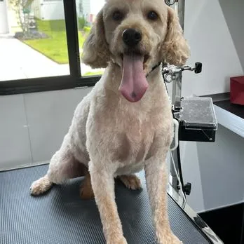 Riley Grooms & Pet Services - Mobile cat grooming in Jacksonville, FL