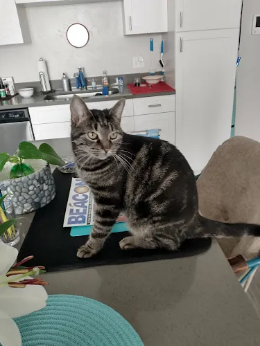 HBJ's Grooming - Cat grooming in Grand Junction