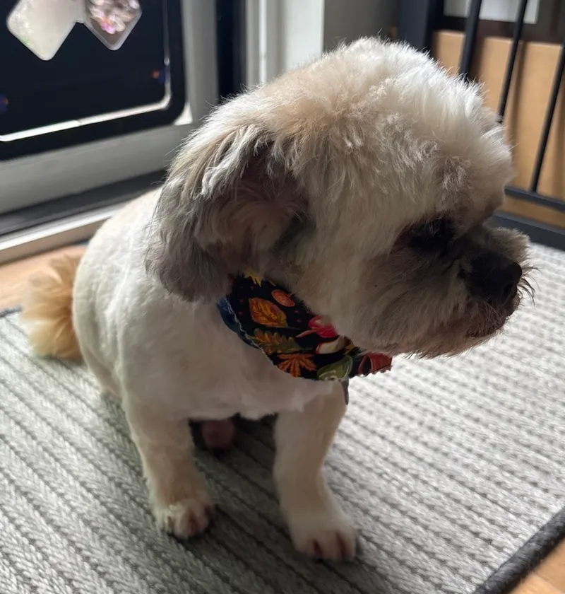 Preferred By Pets - Cat grooming in San Diego