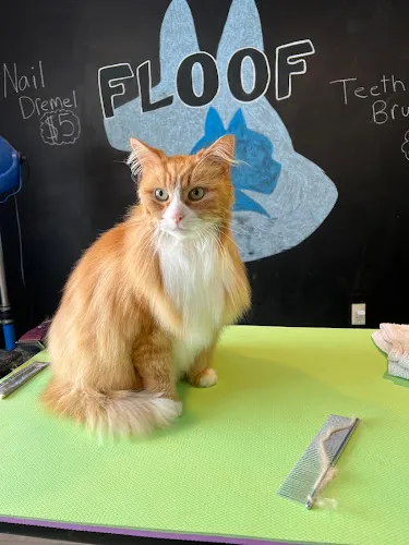Floof Dog and Cat Grooming & Daycare - Professional cat grooming in Sanbornville, NH