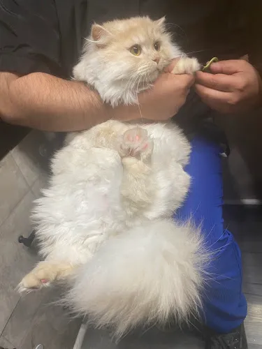 Espaco Mobile Dog Grooming - Cat grooming in Fremont
