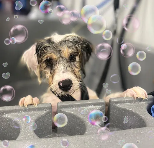 Beautiful Canines by Erin - Mobile cat grooming in Owings Mills, MD