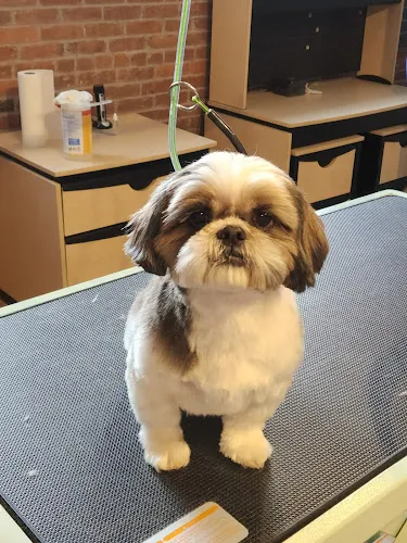 The Groomer's Table - Cat grooming in Fall River