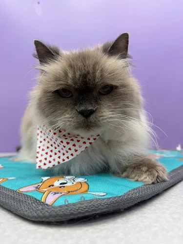 Snuggles Pet Spa - Cat grooming in Clinton Township