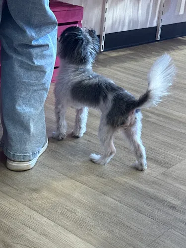 Woof Gang Bakery & Grooming Carol Stream - Cat grooming in Carol Stream