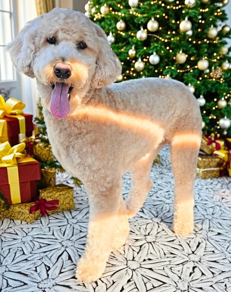 Kitten Ka-Poodle - Cat grooming in Jacksonville