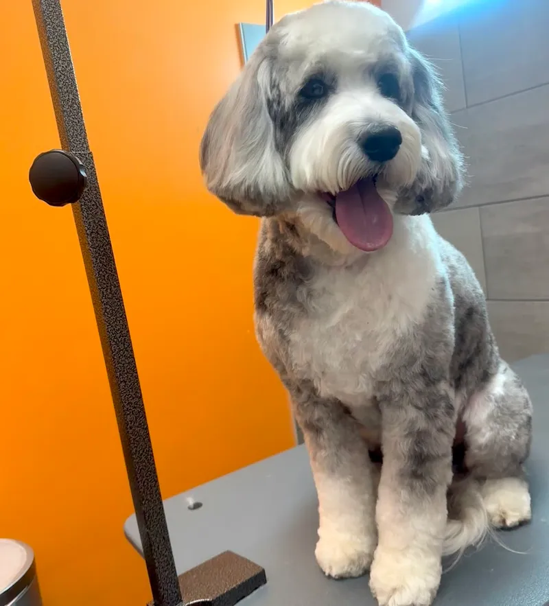 petbar Boutique Arcadia - Cat grooming in Phoenix