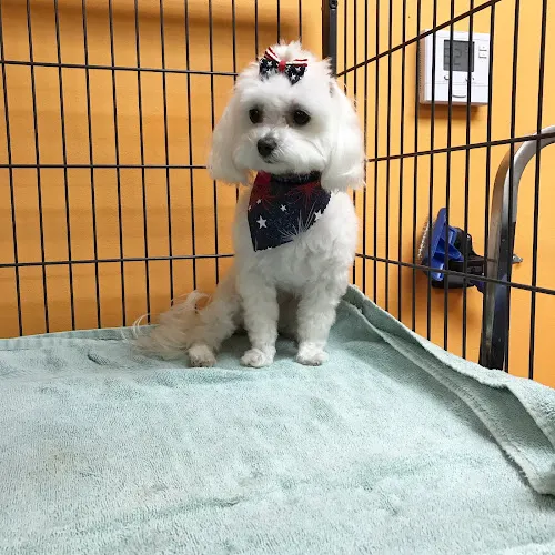 Classy Canine Grooming - Cat grooming in Miami