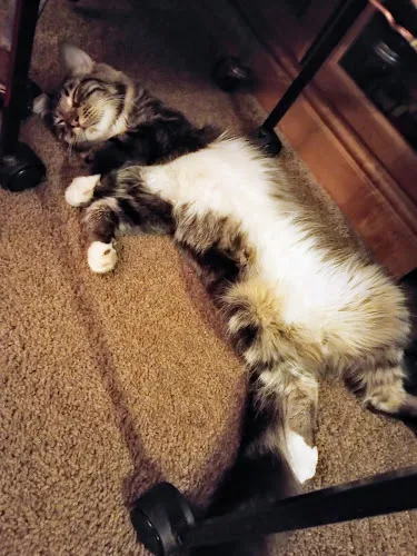 Petco Grooming - Cat grooming in Turlock
