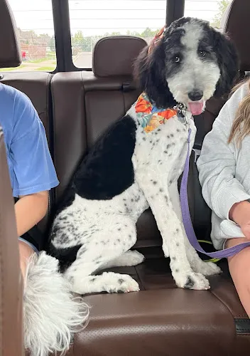 Pet Styles - Professional cat grooming in Carl Junction, MO