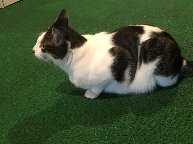 The Spaw - Cat grooming in Tustin