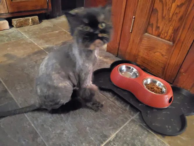 Groomingdales Pet Salon at Alsip Home & Nursery - Cat grooming in Frankfort