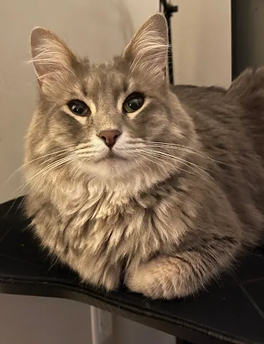 Beauty In the Beast - Cat grooming in Saugus