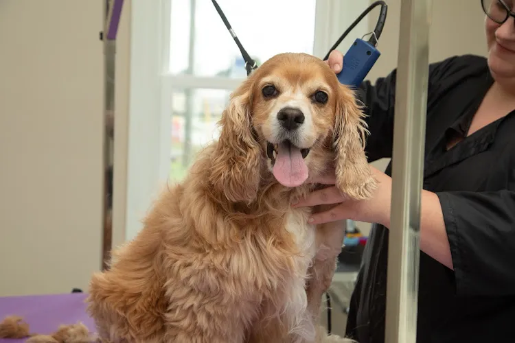 Bannon Woods Grooming & Boarding - Mobile cat grooming in Fairdale, KY
