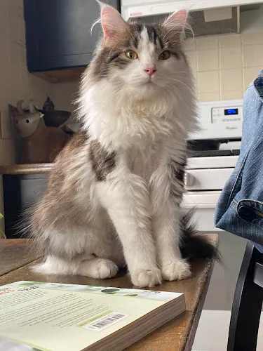 Trim Time Inc - Cat grooming in Glendale