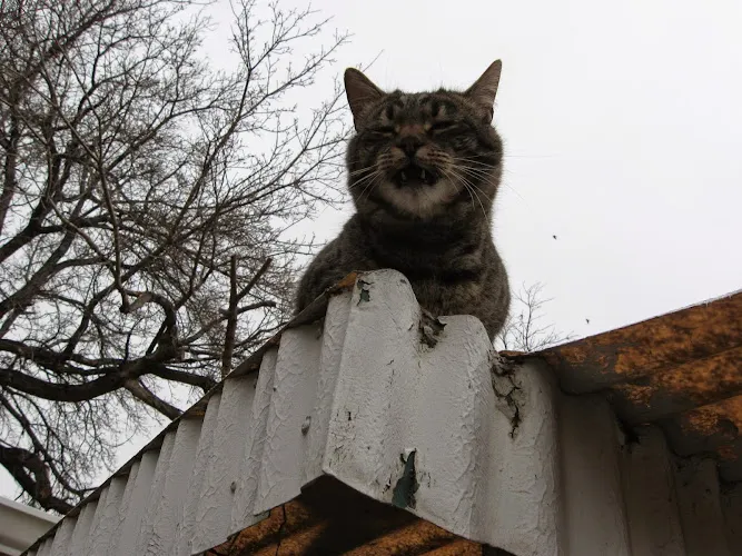 Inside and Out Pet Care LLC - Cat grooming in Loveland