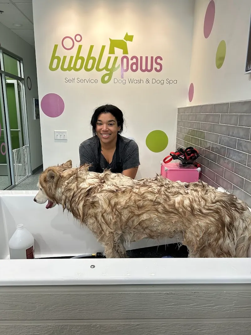 Bubbly Paws Jacksonville - Professional cat grooming in Jacksonville, FL