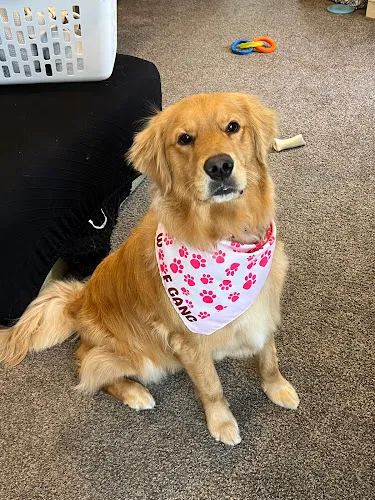 Woof Gang Bakery & Grooming Rochester Hills - Cat grooming in Rochester Hills