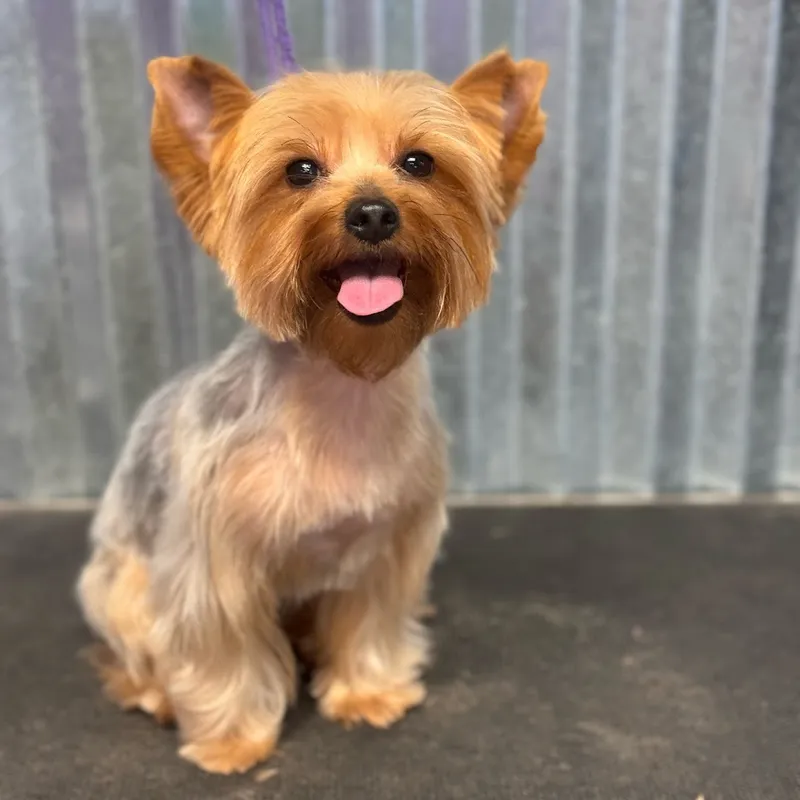 Grand Central Pet Grooming - Cat grooming in San Antonio